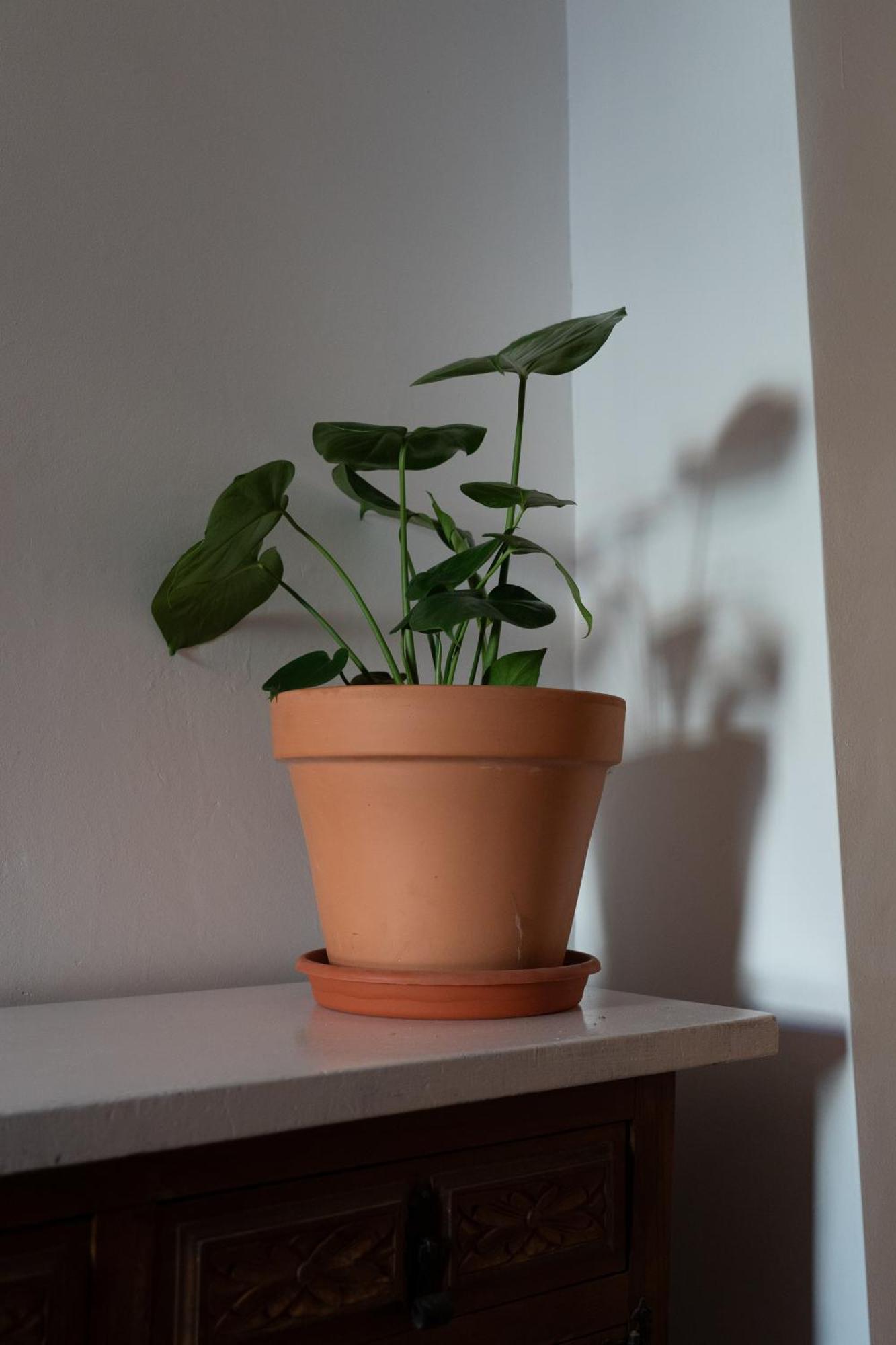 Casa Canela 奥尔希瓦 外观 照片